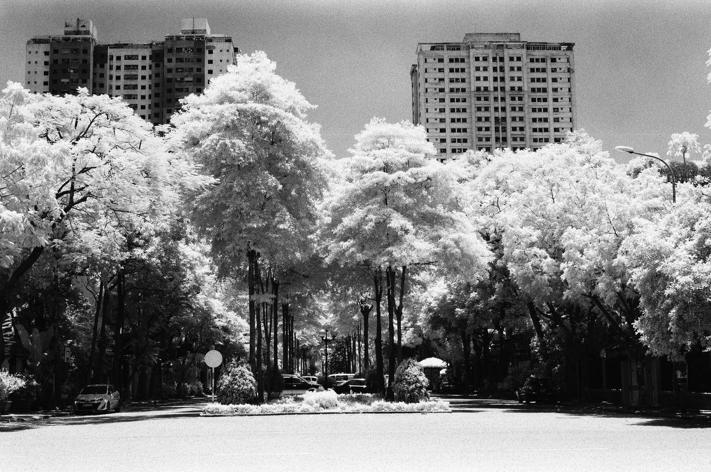 A street is lined with trees with bright foliage, and tall buildings rise in the background.