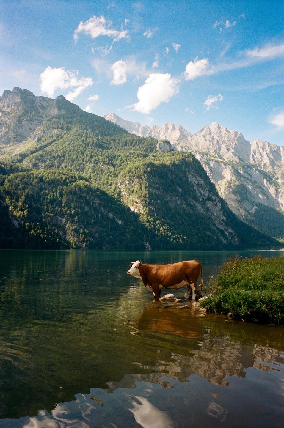 A brown and white cow stands in the shallow water of a lake with mountains and trees in the background.