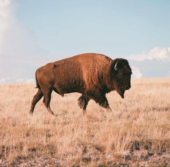 A bison walks through a field of dry grass under a blue sky with clouds.