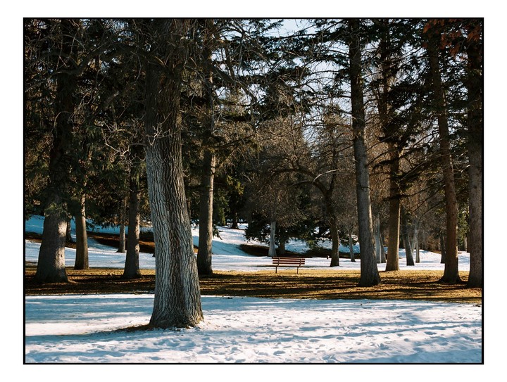 A park bench sits in a snowy park surrounded by trees.