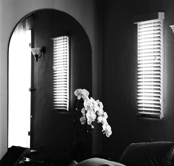 An orchid plant sits in a room with two windows and a mirror reflecting a doorway.