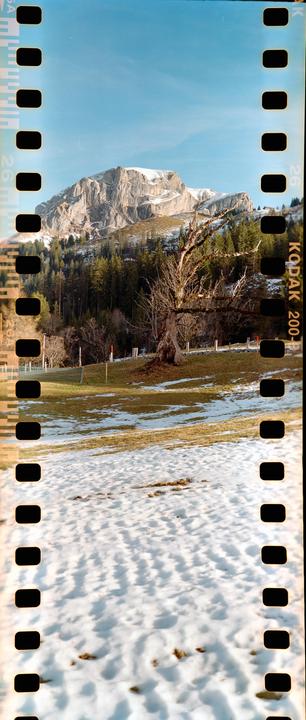 A snow-covered field with a large, gnarled tree in the middle ground and a mountain range in the background.