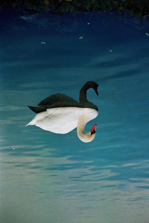 A swan with a dark body and white head is reflected in blue water.