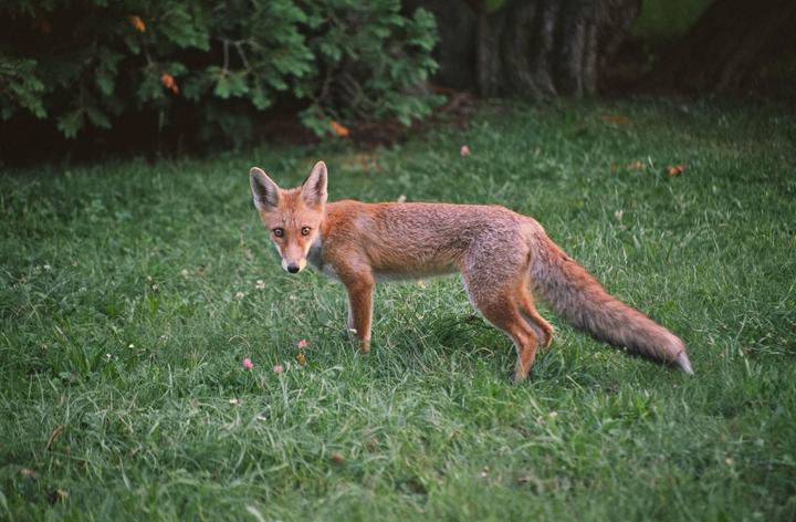 A fox stands in a grassy area with trees in the background.