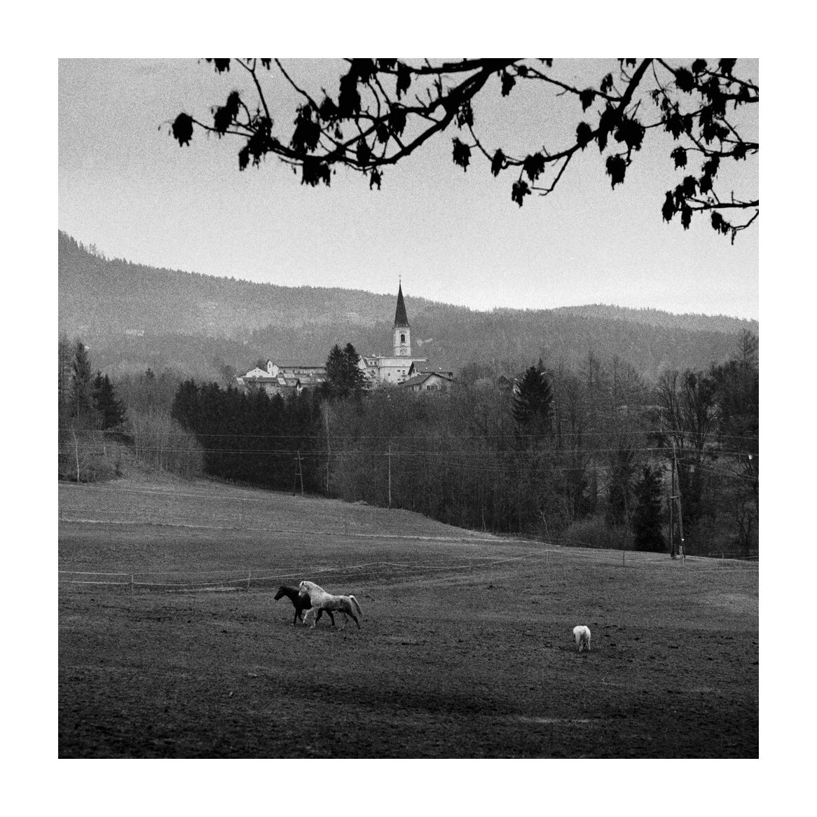 Three horses graze in a field with a village and mountains in the background, framed by silhouetted branches.