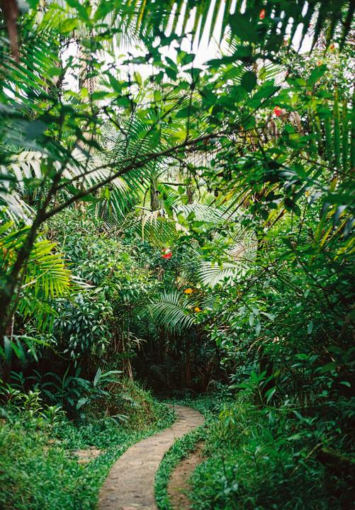 A winding path leads through a dense, lush green forest.