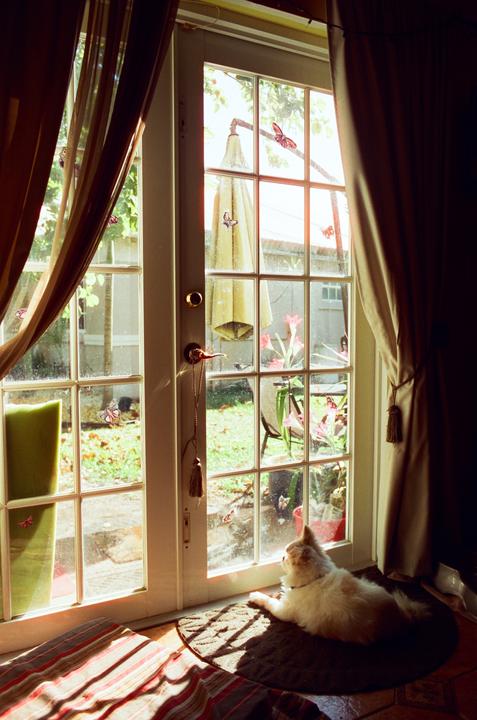 A fluffy dog lies on a mat looking out through a glass door with butterfly decals into a sunlit backyard.