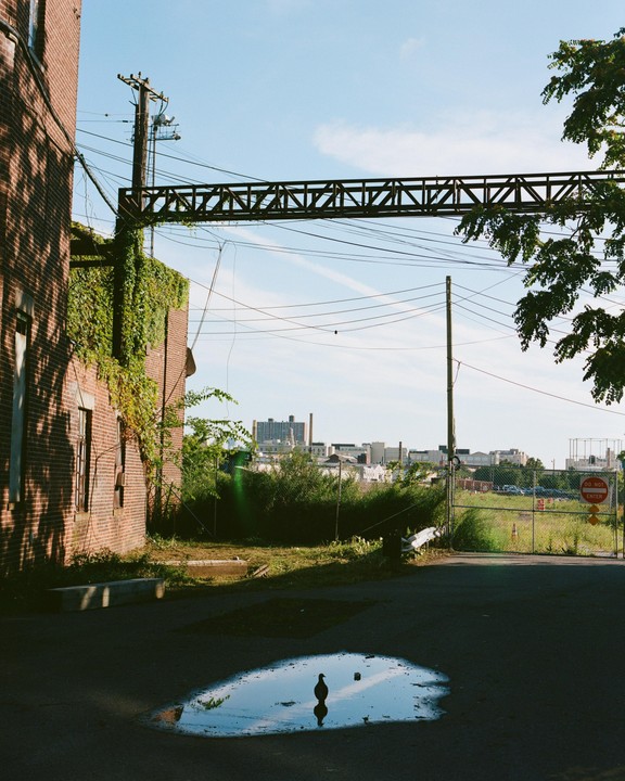 A pigeon stands in a puddle on an asphalt surface next to a brick building covered in ivy, with a city skyline in the background.