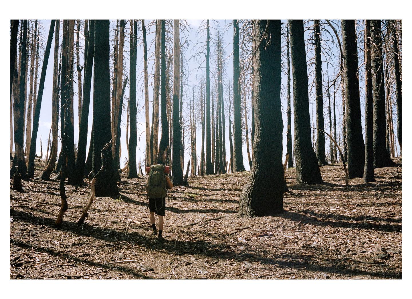 A person with a backpack walks through a forest of charred trees.