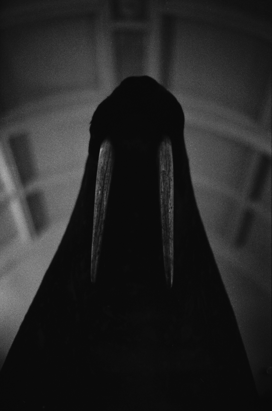 A walrus head with prominent tusks is shown in a dark, high-contrast, black and white image.