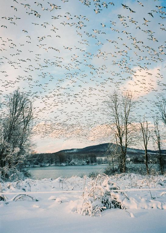 A large flock of snow geese flies over a snow-covered landscape with a lake and mountains in the background.