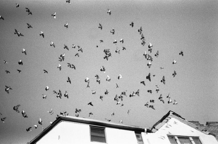 A flock of pigeons flies above the roof of a building.