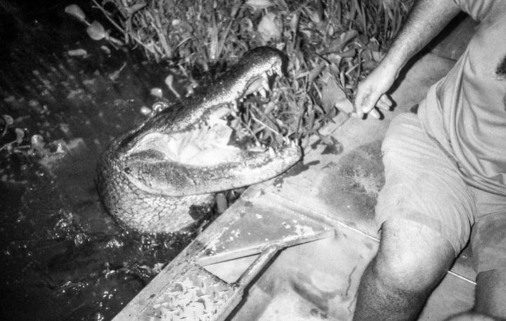 A man sits next to an alligator with its mouth open in the water.