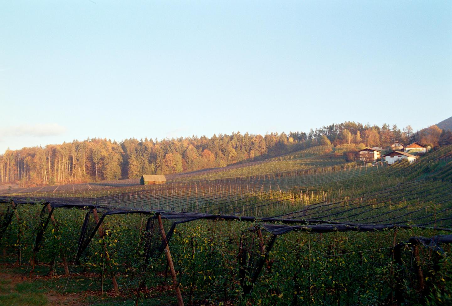 A vineyard with a small shed and houses on a hill is surrounded by a forest with autumn foliage.