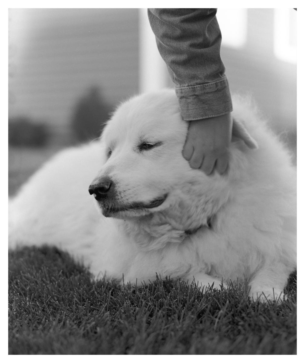 A child's hand pets a large white dog lying in the grass.