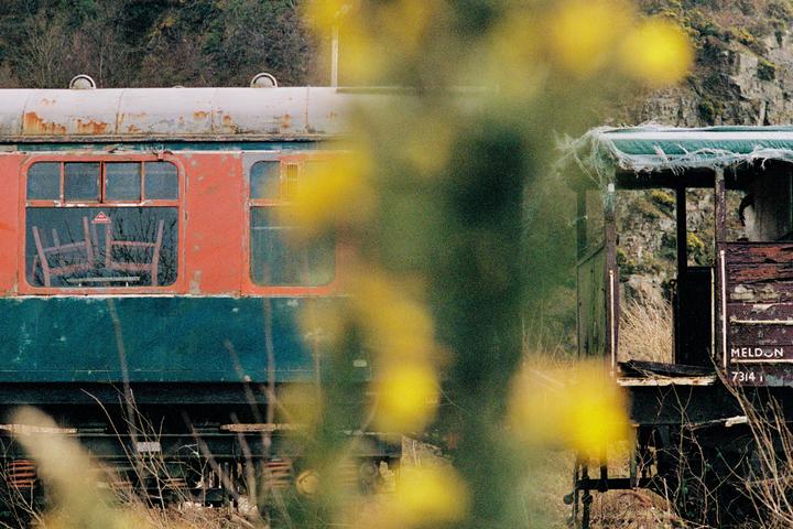 Two abandoned train cars sit on a track with yellow flowers in the foreground.