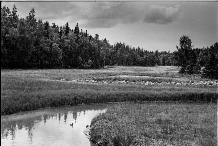 Two ducks swim in a winding river next to a grassy field and a dense forest under a cloudy sky.