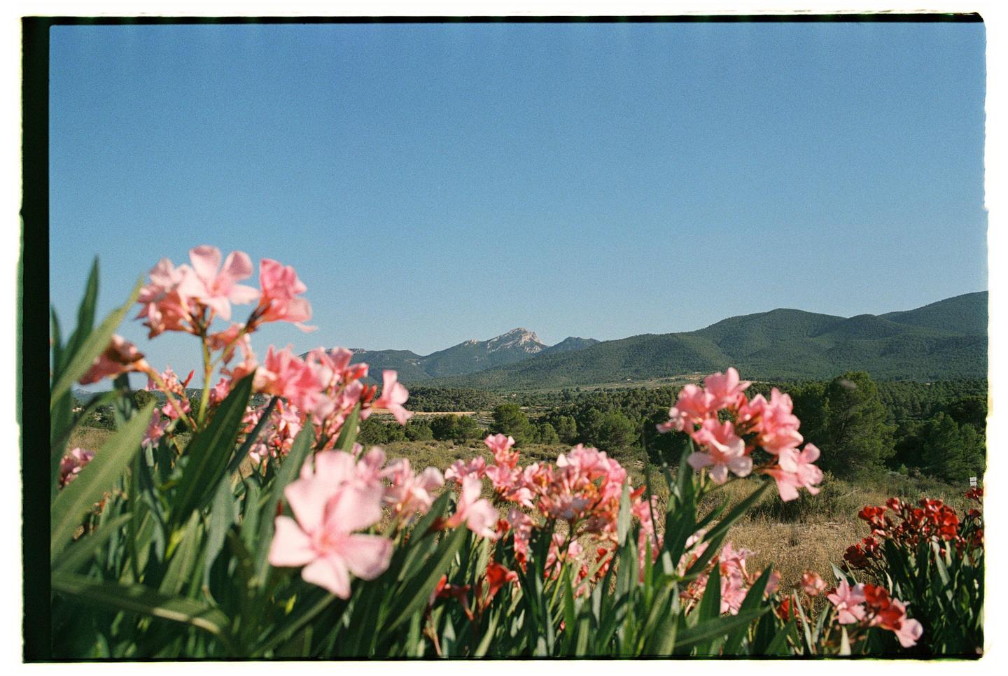 Pink and red flowers are in the foreground of a mountain landscape under a clear sky.