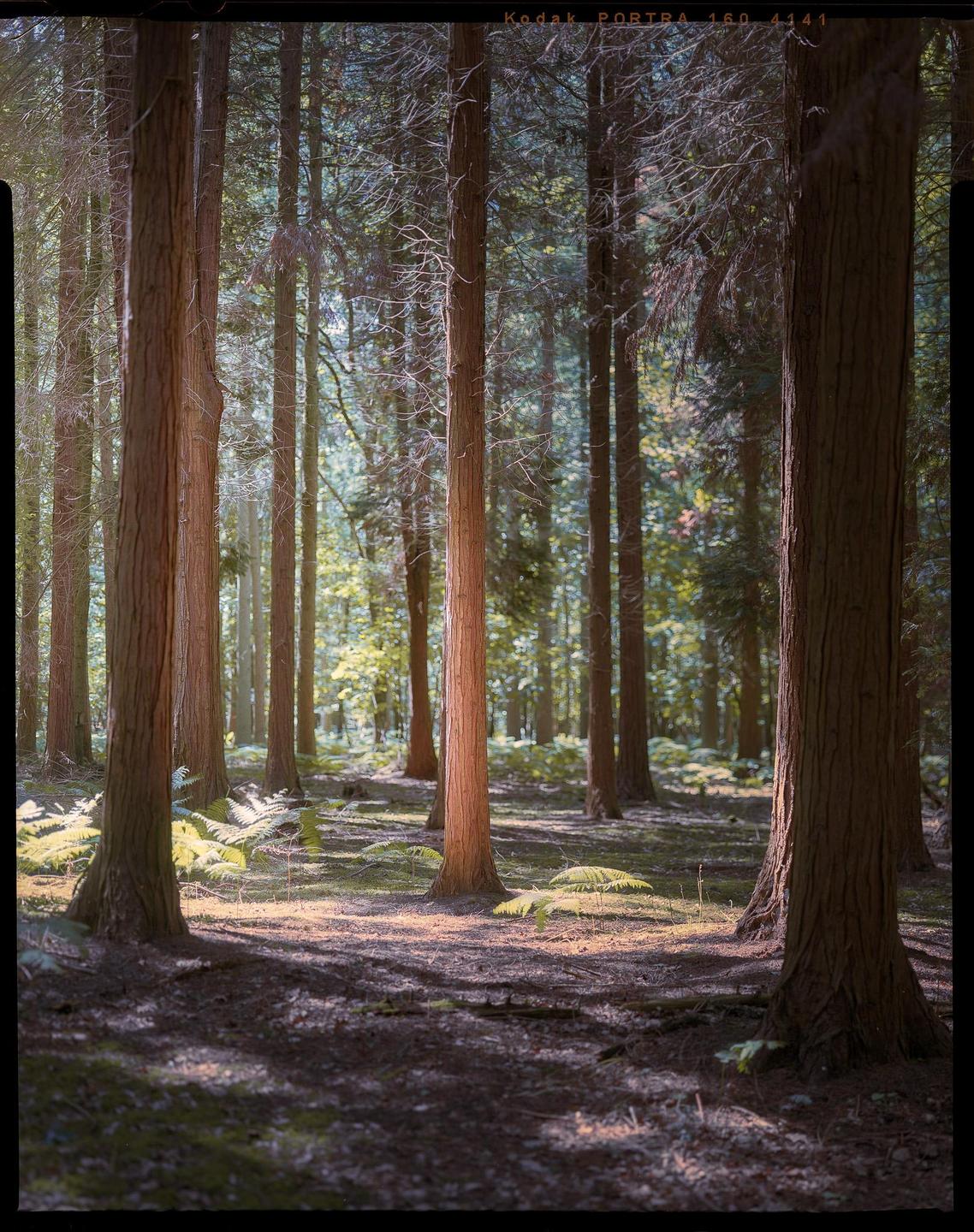 Sunlight illuminates the trunks of tall trees and ferns on the forest floor.