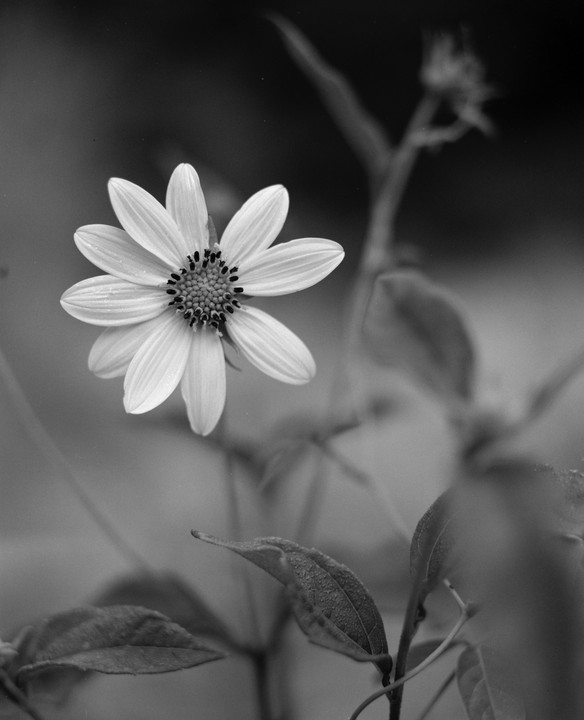 A single flower with many petals and a dark center is in focus, surrounded by out-of-focus leaves and stems.