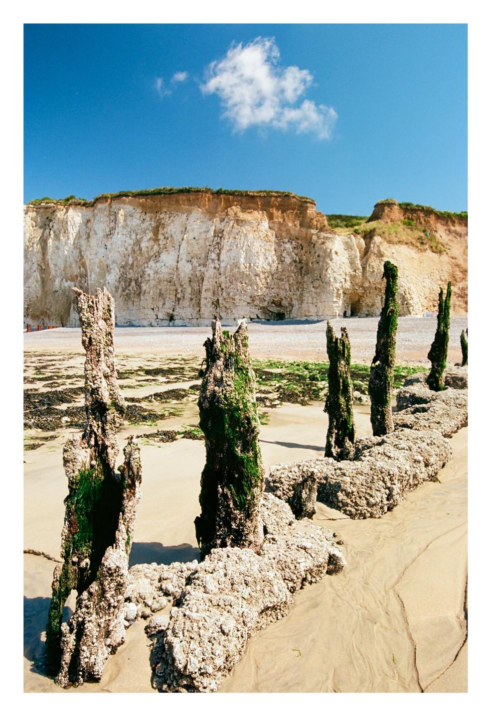 A row of moss-covered wooden posts stands on a sandy beach with a white cliff in the background under a clear blue sky.