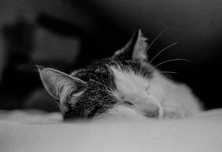 A sleeping cat with closed eyes is curled up on a light surface.