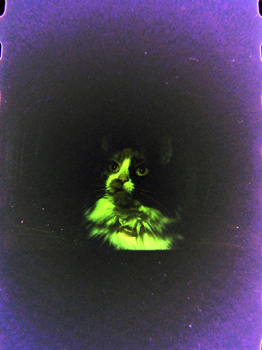A cat with glowing green fur and eyes is visible in a dark, purple-tinged image.