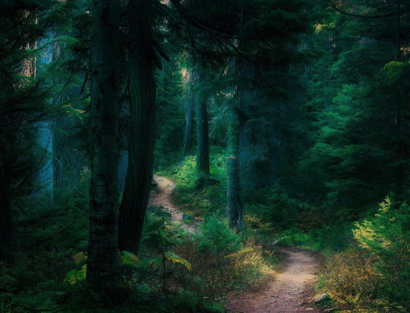 A winding dirt path leads through a dense, dark forest with tall trees and lush undergrowth.