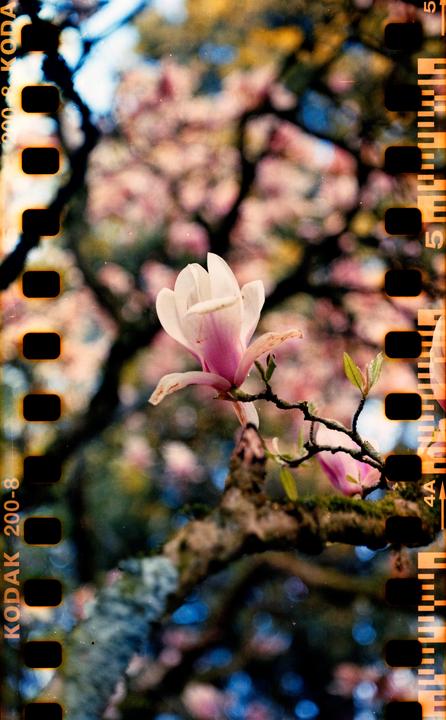 A single magnolia blossom with pink and white petals grows on a branch with a blurred background of other blossoms.