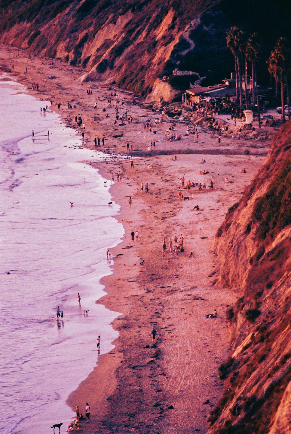 A high-angle view shows a beach with many people and dogs, with cliffs and palm trees in the background.