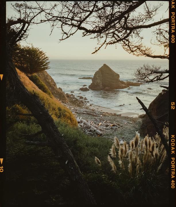A rocky coastline with a large sea stack is framed by tree branches and pampas grass.
