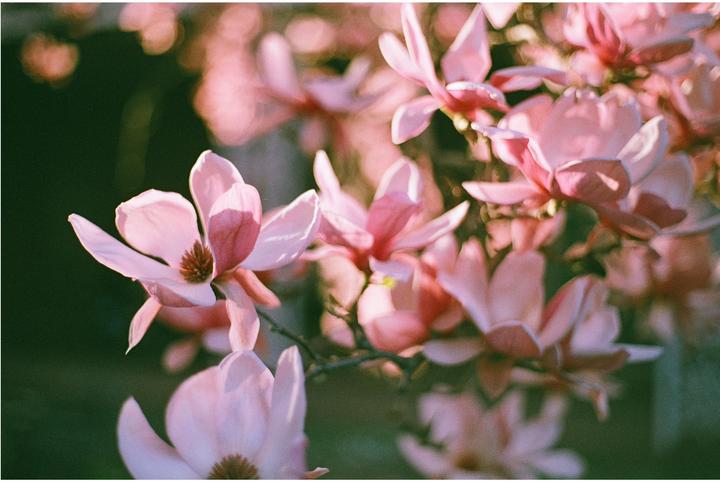 A cluster of pink magnolia blossoms is captured in a close-up shot with a dark background.