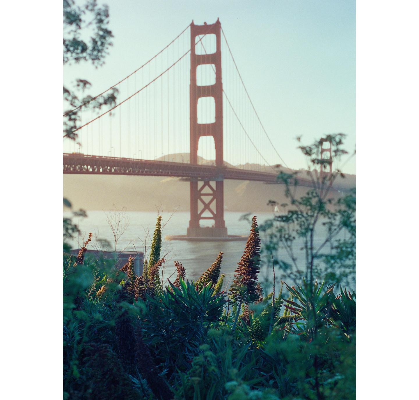 The Golden Gate Bridge is visible through lush green foliage in the foreground.