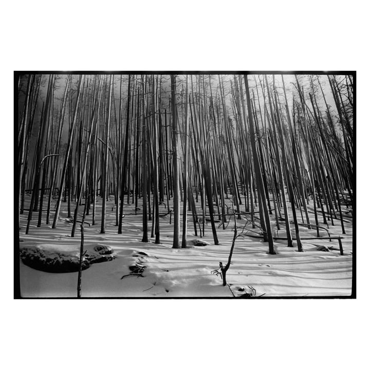 A forest of burnt trees stands in a snow-covered landscape.