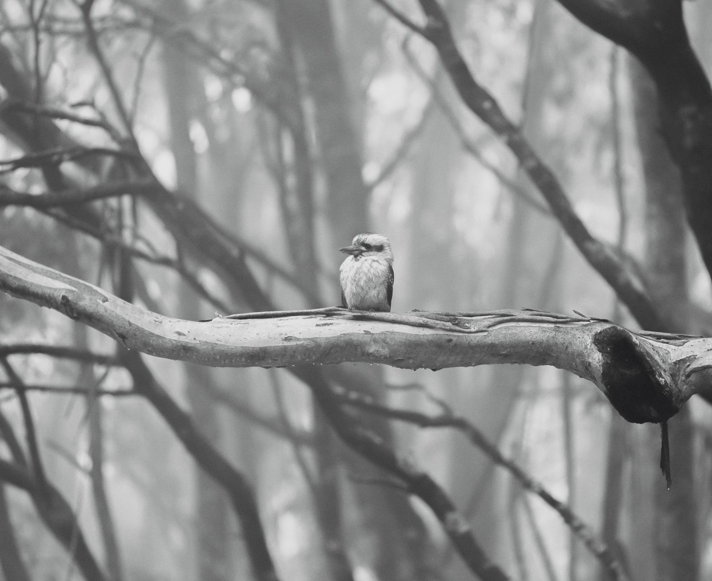 A kookaburra sits on a tree branch in a hazy forest.