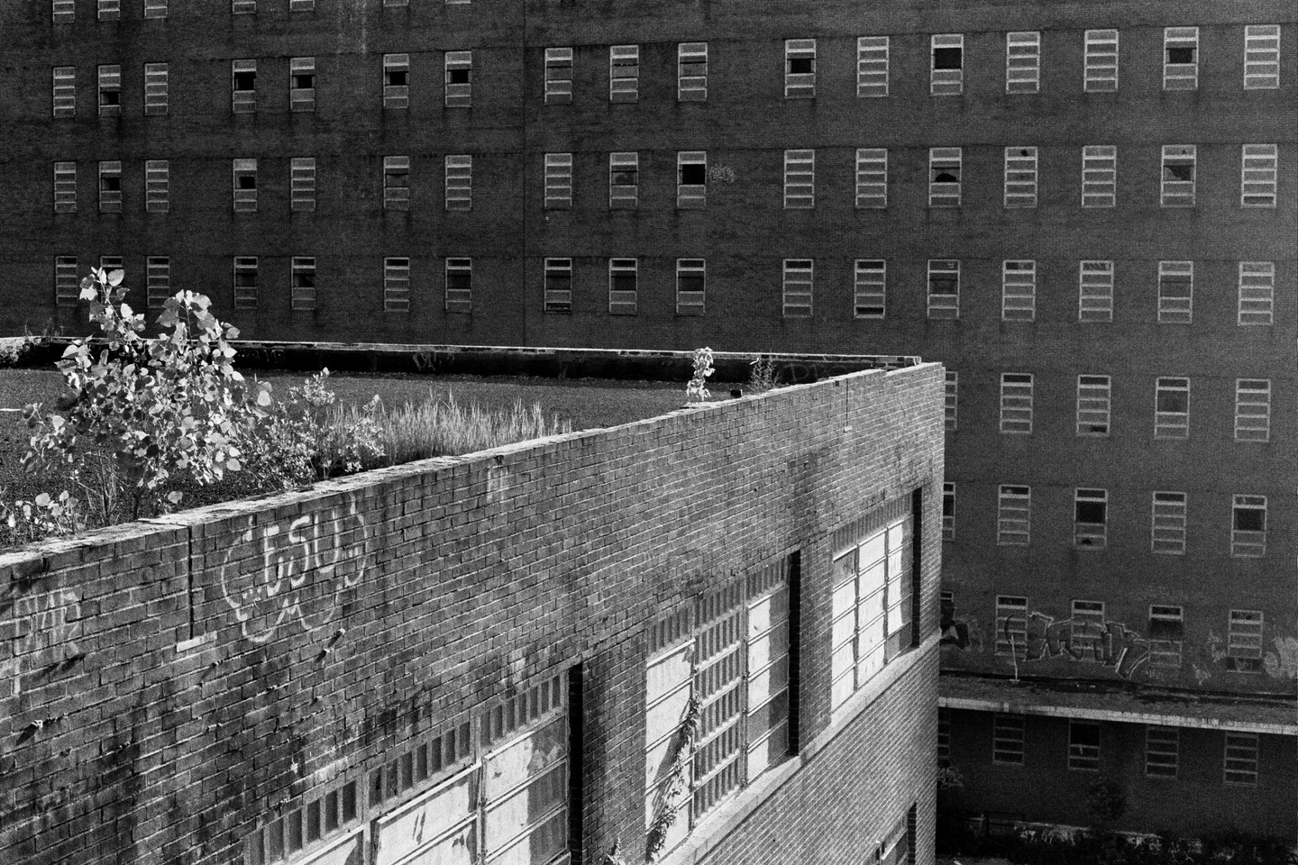 A brick building with many windows is in the background of a brick wall with graffiti and overgrown plants.