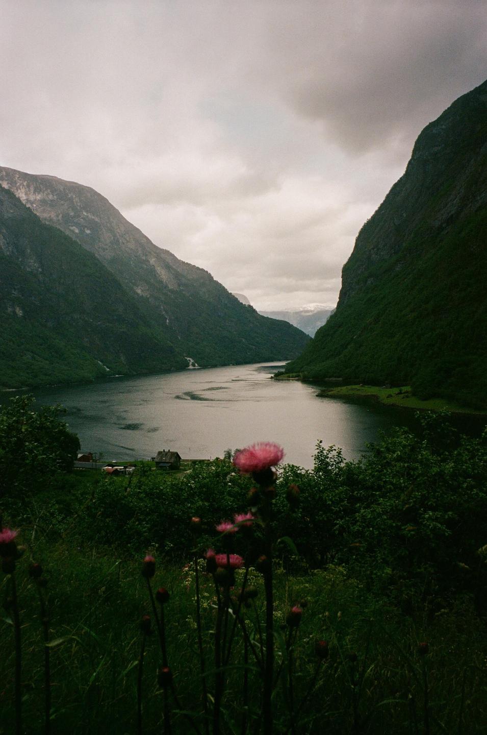 A body of water is surrounded by mountains under a cloudy sky, with pink flowers in the foreground.