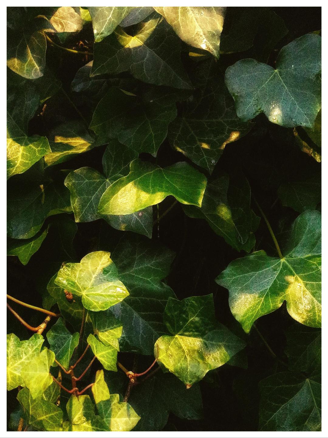 Sunlight illuminates dew-covered ivy leaves, creating a contrast between light and shadow.