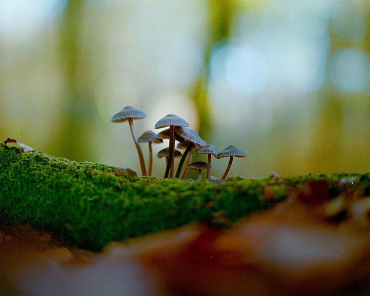 A cluster of small mushrooms grows on a mossy log in a forest.