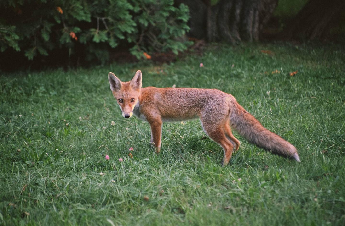 A fox stands in a grassy area with trees in the background.