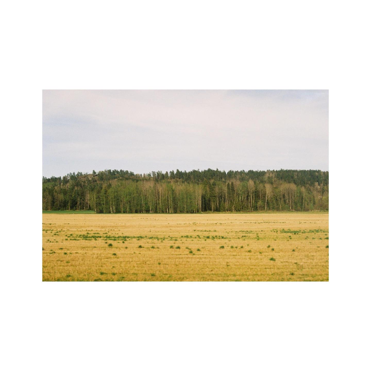 A field of golden crops stretches towards a line of trees under a pale sky.