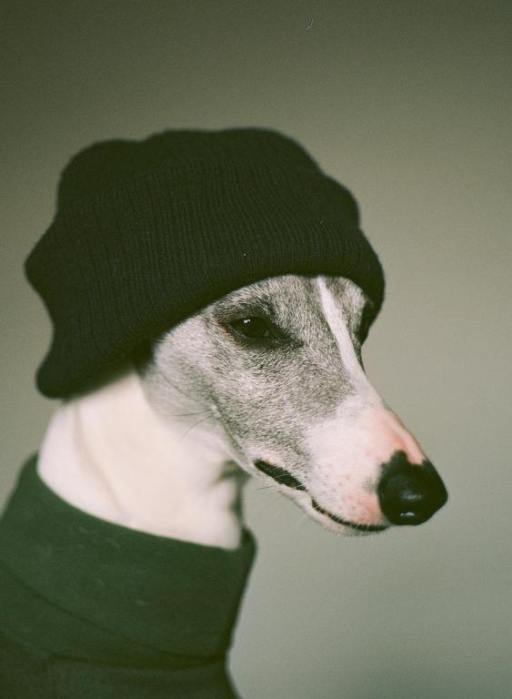 A whippet dog wearing a dark beanie and a dark green coat looks to the right.
