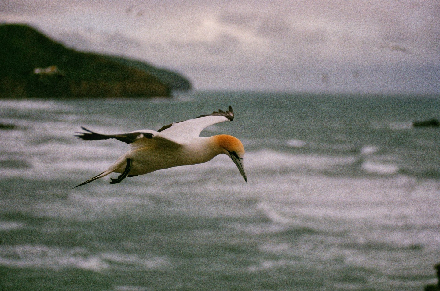 A gannet with a yellow head flies over the ocean with a distant island in the background.