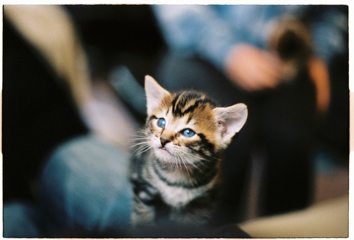 A small tabby kitten with blue eyes looks up and to the left.