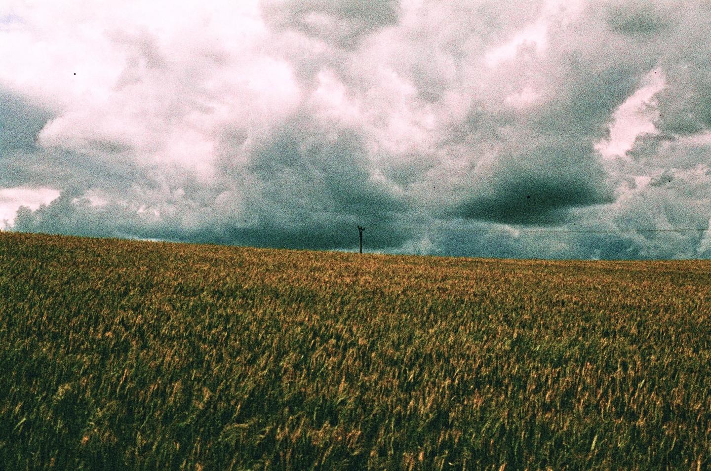 A vast field of wheat stretches under a dramatic sky filled with dark clouds.