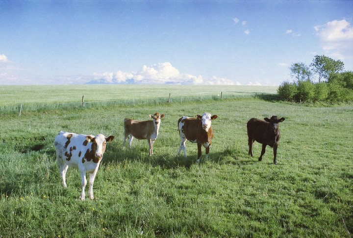 Four calves stand in a green pasture under a blue sky with distant clouds.