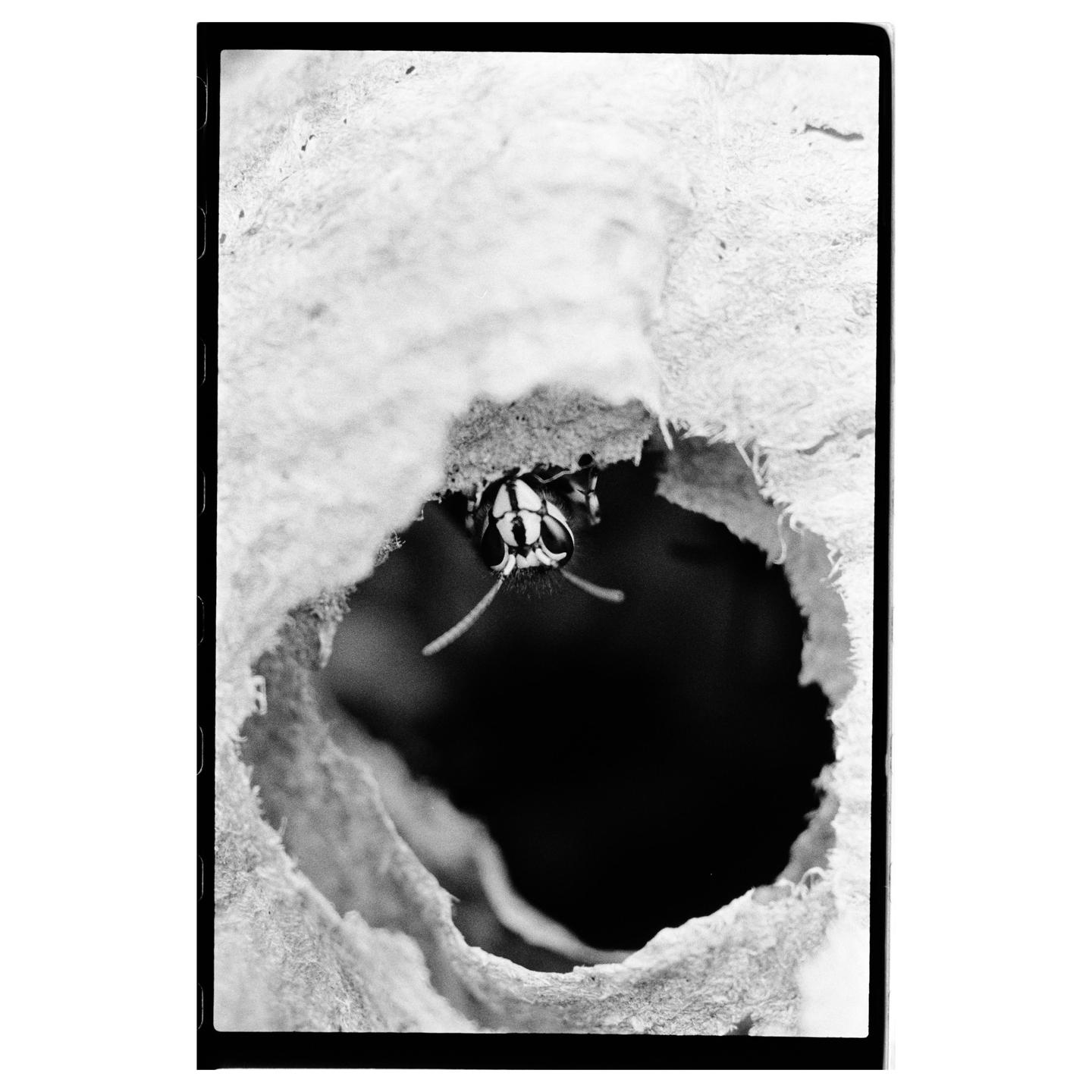 A wasp is peeking out of a hole in a wasp nest.
