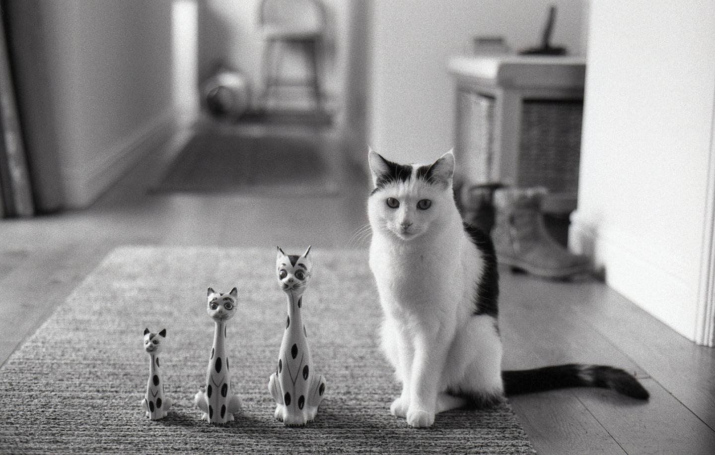 A black and white cat sits on a rug next to three cat figurines in a hallway.