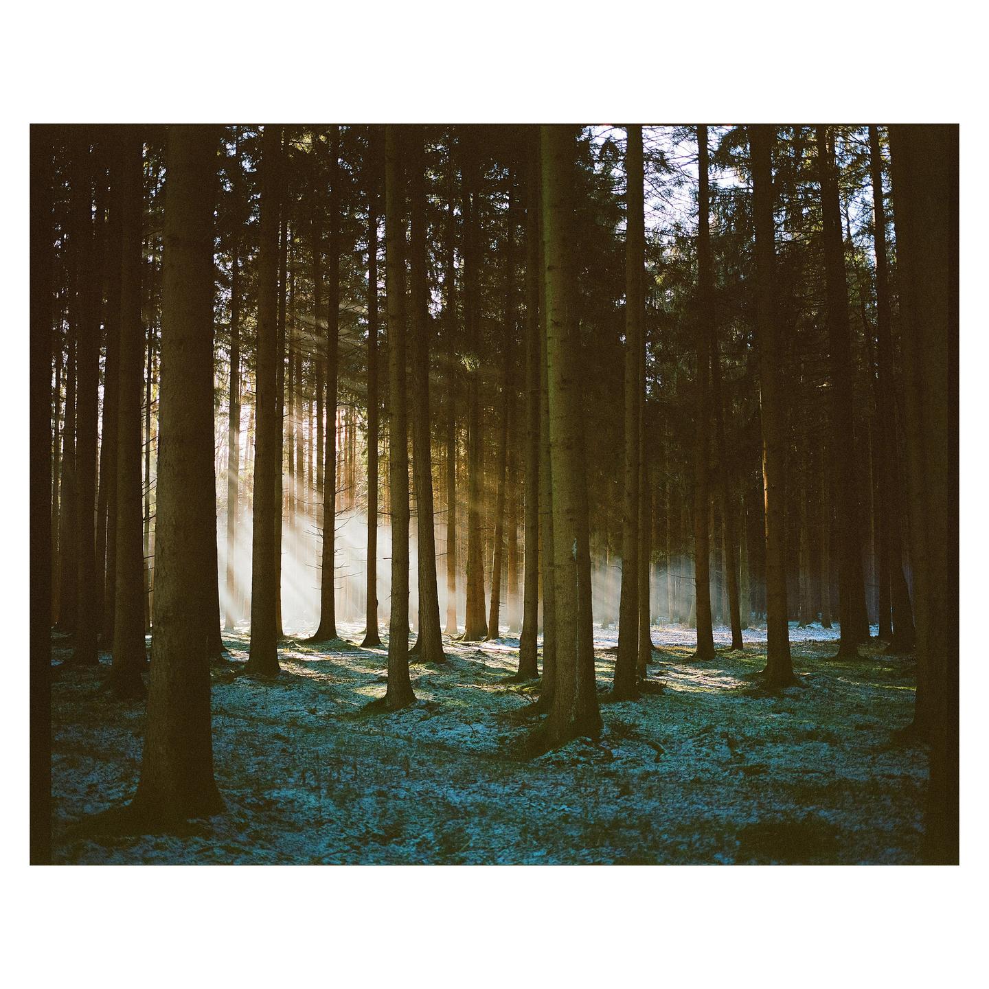 Sunlight streams through a dense forest of tall trees, illuminating the snowy ground.