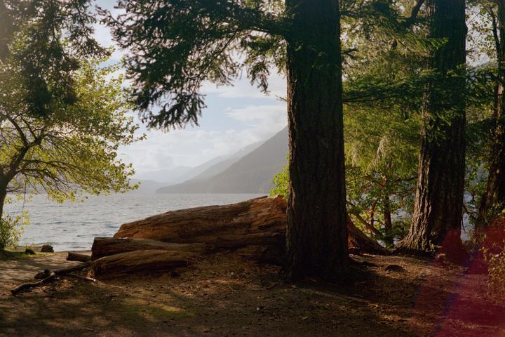 A lake is visible through trees and logs on the shore, with mountains in the distance.